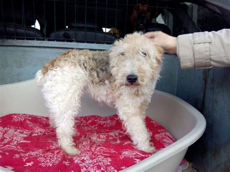 Nana 11 Year Old Wire Fox Terrier Terrier Sos A Uk Based Dog Rescue