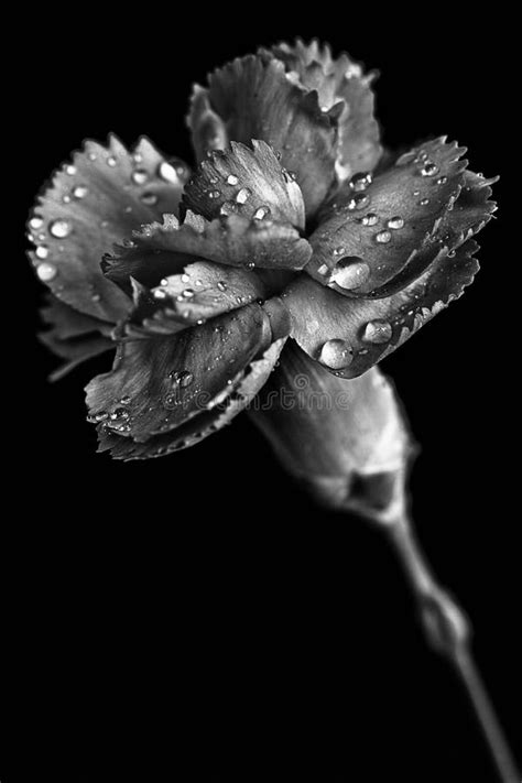 A Carnation In Black And White Stock Image Image Of Rose Petal 39566523