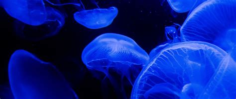 Download Wallpaper 2560x1080 Jellyfish Tentacles Underwater World