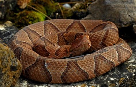 Venomous Snakes Of Missouri Missouris Natural Heritage Washington