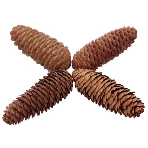 6 X Natural Large Long Pine Cones For Craft Decoration 4894425555865