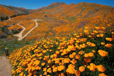 Thousands Of Tourists Have Rushed To See This Rare Wildflower Super