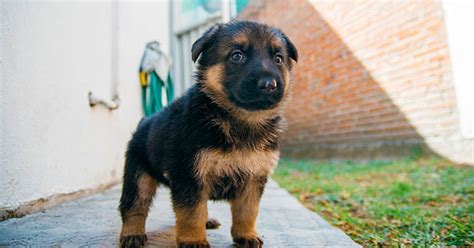 15 Lovely Reasons Why German Shepherds Make The Best Pets