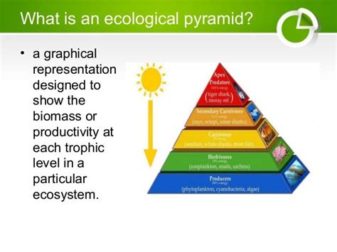 Ecological Pyramids Food Chain And Food Web
