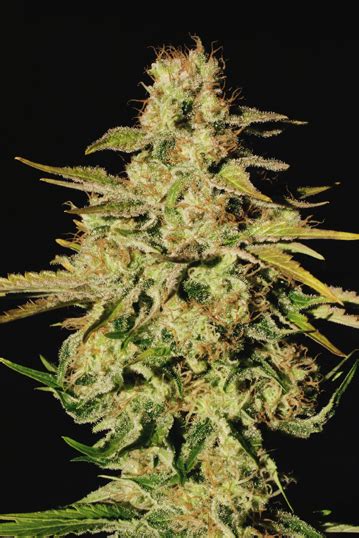 Jacky White Von Paradise Seeds Cannabis Sorten Infos