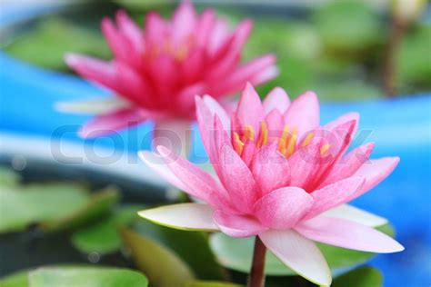 Red Water Lily Stock Image Colourbox
