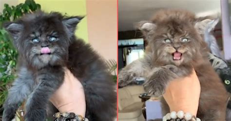 Maine Coon Kittens Look Exactly Like Werewolves Small Joys