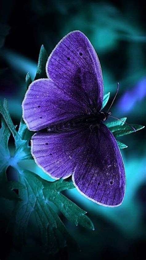 Cool Phone Wallpapers With Blue Butterfly In Dark Hd