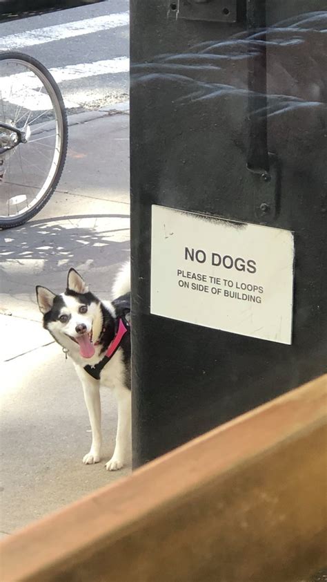 19 Of The Funniest Dogs Reacting To The No Dogs Allowed Meme Cuteness