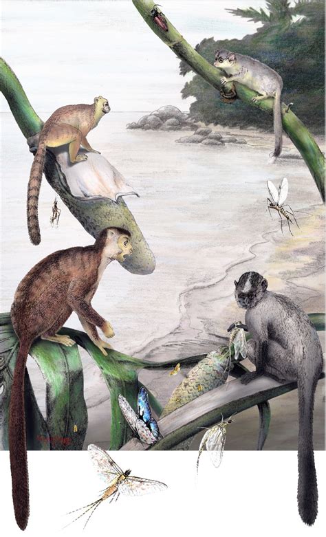 Fossils Hint At Asian Origin For Higher Primates