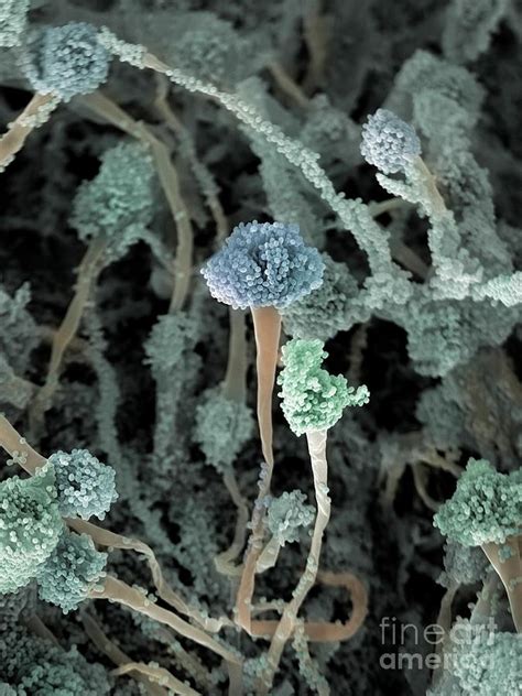 Aspergillus Fumigatus Fungus Photograph By Jannicke Wiik Nielsen