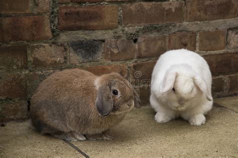 Brown And White Mini Lop Rabbits On The Ground Stock Image Image Of