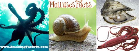 Molluscs Amazing Facts 4 U