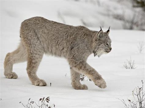 Canadian Lynx Lynx Canadensis In Snow In Captivity Near Bozeman