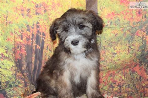mini female whoodle puppy  sale  los angeles california acafe