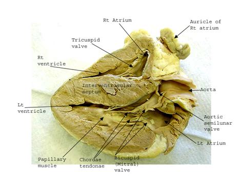 Sheep Heart Internal Structure