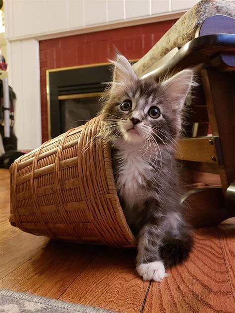 cute maine coons kittens   absolutely adorable