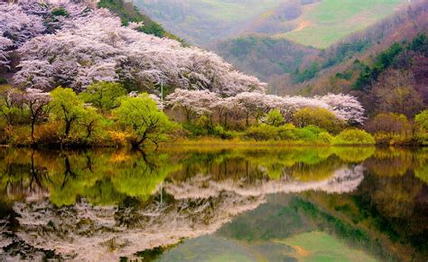 1 998 Reflection Of Cherry Blossom Tree In Lake Photos And Premium