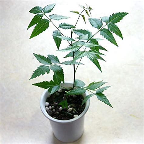Plants Point Live Plant Neem Dhanujhada Limba Medicinal Plants Exotic
