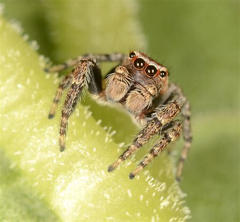 A Beginner Friendly Key To The Spider Families Arachnida Araneae