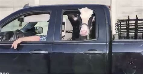 Cow In Truck Captured On Video In Ohio Engaging Car News Reviews