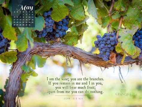 I Am The Vine You Are The Branches John 155 Vine And