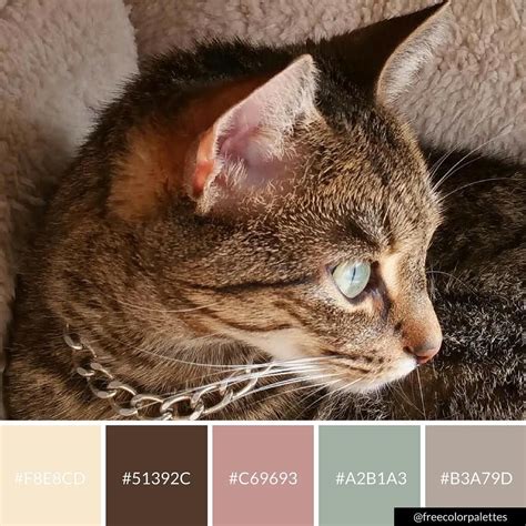 Neapolitan Cat Color Palette Inspiration Digital Art Palette And