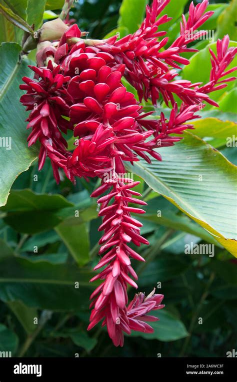 Flowering Tropical Plant Cairns Botanic Gardens North Queensland