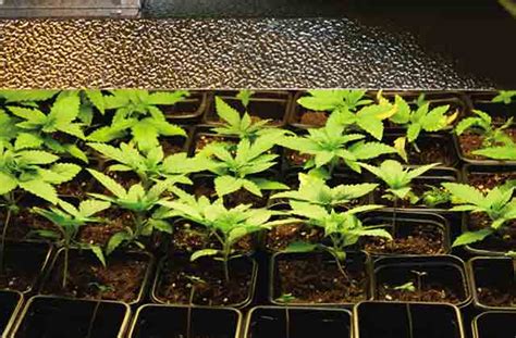 Jorges Cannabis Encyclopedia Ensure Female Seedlings High Times