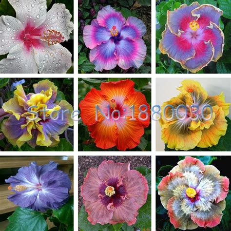 Beautiful 24 Different Colors Japanese Bonsai Potted Hibiscus Seed