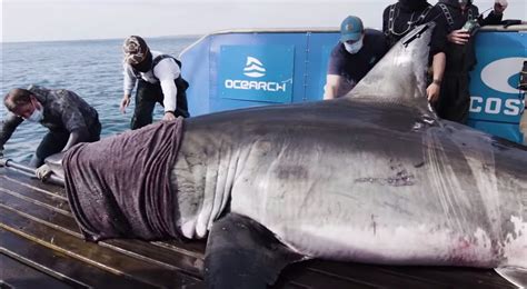 Biggest Ever Great White Shark Weighing Two Tons Found Off The Coast Of