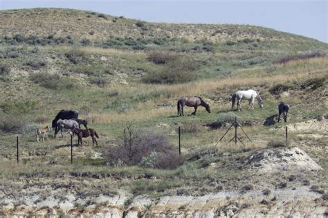 Wild Horses That Roam Theodore Roosevelt National Park May Be Removed