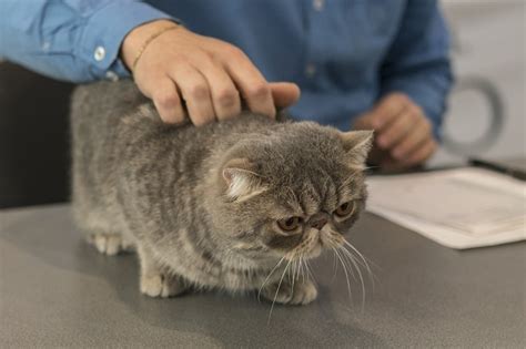 Short Hair Cat Matted Fur Causes And How To Get Rid Of It