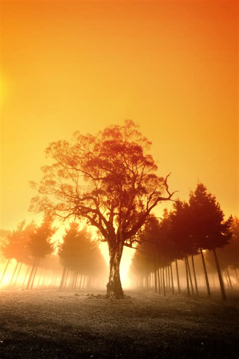 Free Stock Photo Sunrise Over Australian Forest The Shutterstock Blog