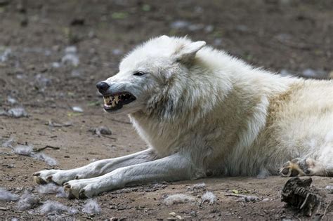 The Biggest Arctic Wolf Ever Recorded