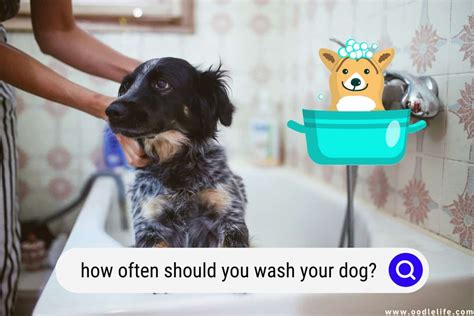 How Often Should You Wash Your Dog Oodle Life