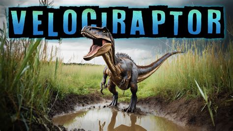 Velociraptor Facts Youtube