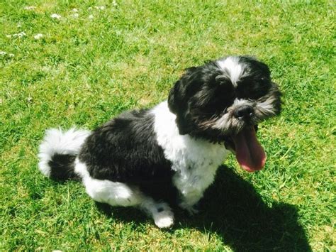 Ralph 1 Year Old Male Shih Tzu Available For Adoption
