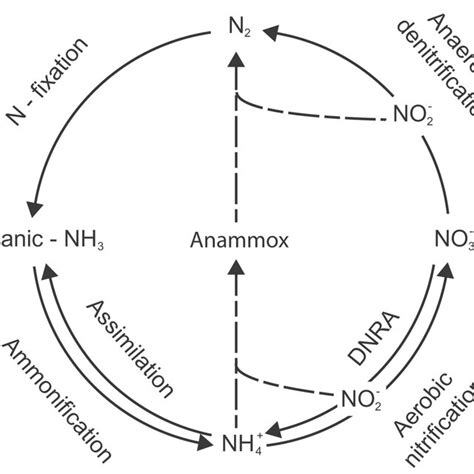 A Anaerobic Ammonium Oxidation Aao And Denitrification Den At Six
