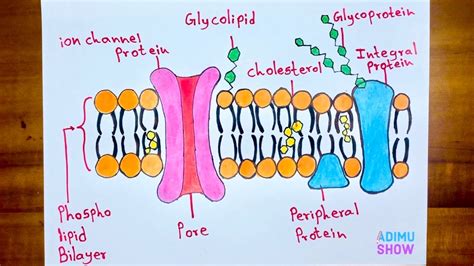 How To Draw Cell Membrane Fluid Mosaic Model Diagram Step By Step