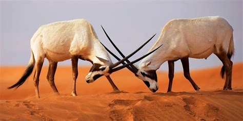 Where To See Desert Wildlife In Dubai Visit Dubai