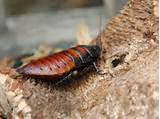 Pictures of The Hissing Cockroach