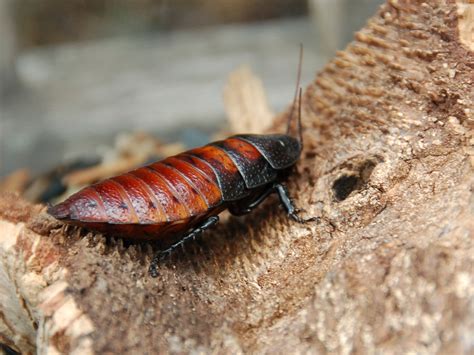 Cockroach Identification Aceco Extermination