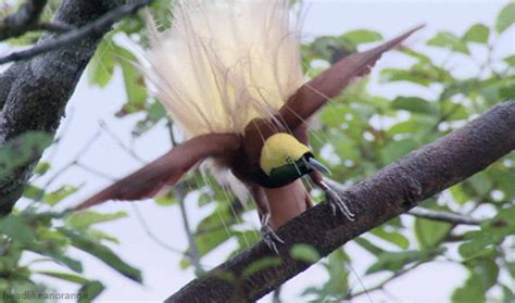 Lesser Bird Of Paradise S Find And Share On Giphy