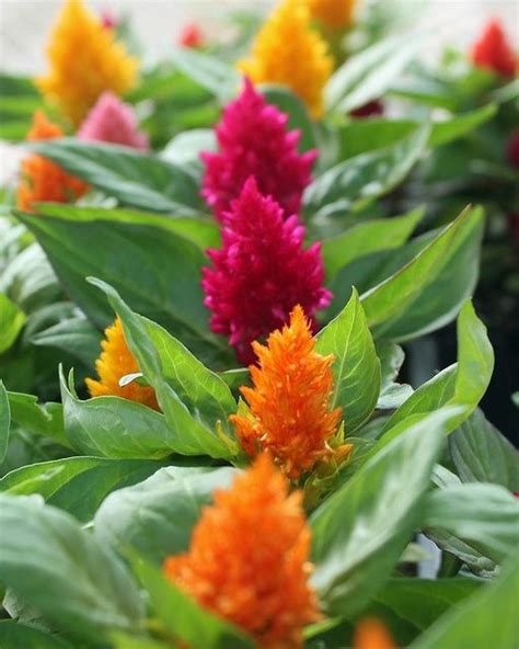 Celosia Mix Planted Some Of These They Are Beautiful Plants