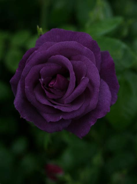 Dark Purple Rose 01 By Nexu4 On Deviantart