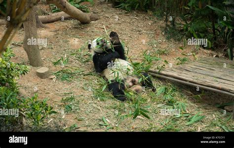 Giant Panda Eating Food Stock Photo Alamy