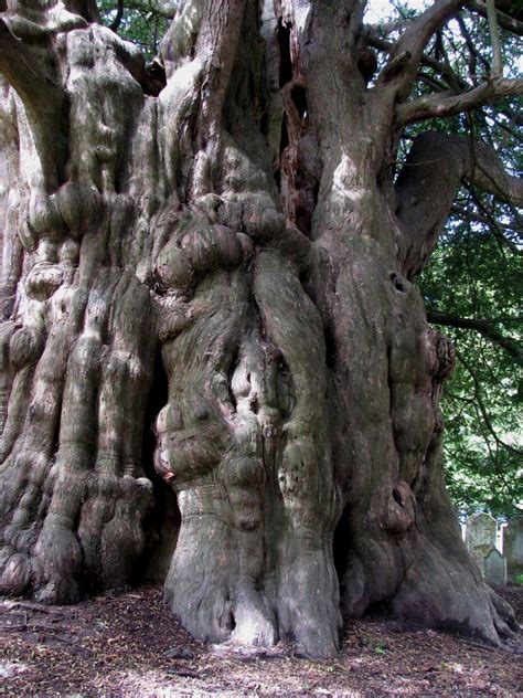 This Yew Tree Is Hundreds Of Years Old The Trunk Is Enormous But
