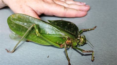 Giant Rare Bug Discovered In Cape York The Cairns Post