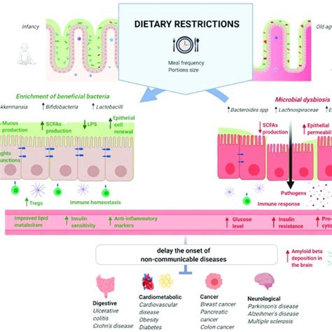 The Possible Role Of Gut Microbiota In The Interplay Between Dietary
